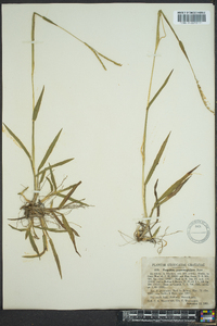 Paspalum praecox image