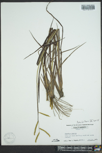 Paspalum praecox image