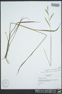 Paspalum praecox image