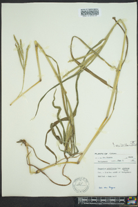 Paspalum pubiflorum image