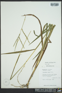 Paspalum pubiflorum image