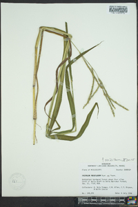 Paspalum pubiflorum image