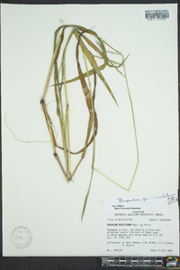 Paspalum pubiflorum image