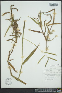 Paspalum pubiflorum image