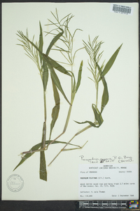 Paspalum repens image