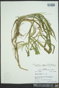 Paspalum repens image