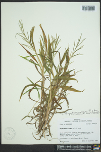 Paspalum repens image