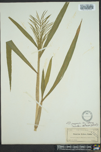 Paspalum repens image