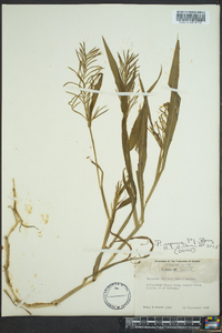 Paspalum repens image