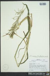 Paspalum repens image