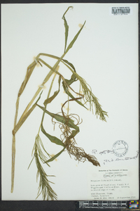 Paspalum repens image