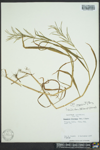 Paspalum repens image