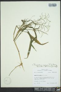 Paspalum repens image