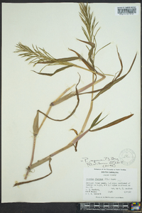 Paspalum repens image