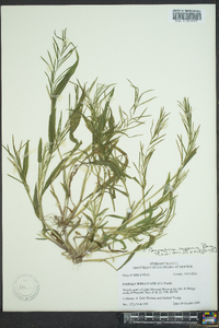 Paspalum fluitans image