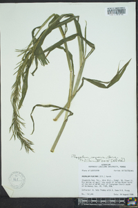 Paspalum fluitans image