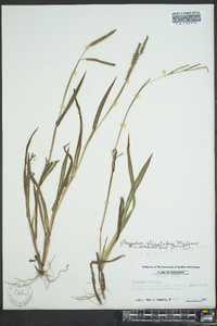 Paspalum fluitans image