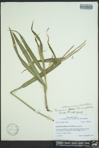 Paspalum setaceum var. ciliatifolium image