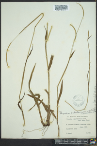 Paspalum setaceum var. ciliatifolium image