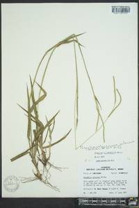 Paspalum setaceum var. ciliatifolium image