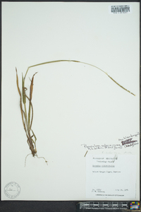 Paspalum setaceum var. muhlenbergii image