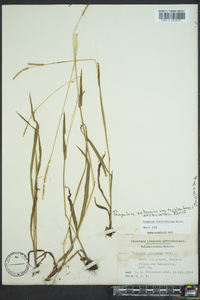 Paspalum setaceum var. muhlenbergii image