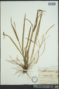 Paspalum setaceum var. ciliatifolium image