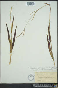 Paspalum setaceum var. ciliatifolium image