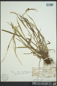 Paspalum setaceum var. setaceum image