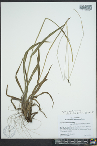 Paspalum setaceum var. setaceum image