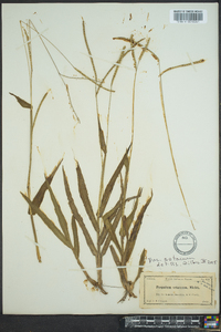 Paspalum setaceum var. setaceum image