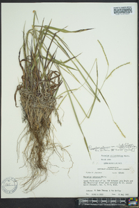 Paspalum setaceum var. ciliatifolium image