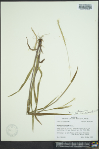 Paspalum setaceum var. setaceum image