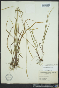 Paspalum setaceum var. setaceum image