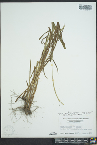 Paspalum setaceum var. ciliatifolium image