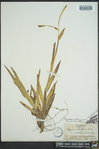 Paspalum setaceum var. muhlenbergii image