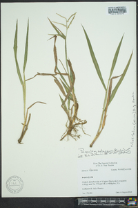 Paspalum setaceum var. muhlenbergii image