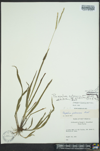 Paspalum setaceum var. muhlenbergii image