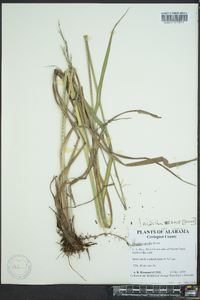 Paspalum urvillei image