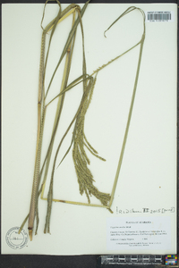 Paspalum urvillei image