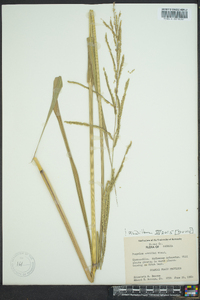 Paspalum urvillei image