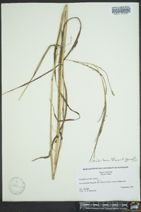Paspalum urvillei image