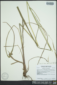 Paspalum urvillei image