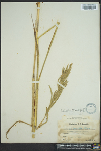 Paspalum urvillei image