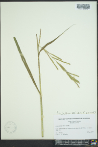 Paspalum urvillei image