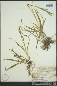 Paspalum urvillei image