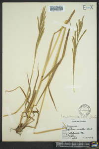 Paspalum urvillei image