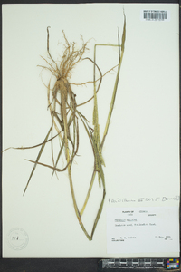Paspalum urvillei image