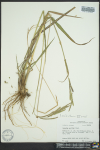 Paspalum urvillei image