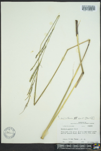 Paspalum urvillei image